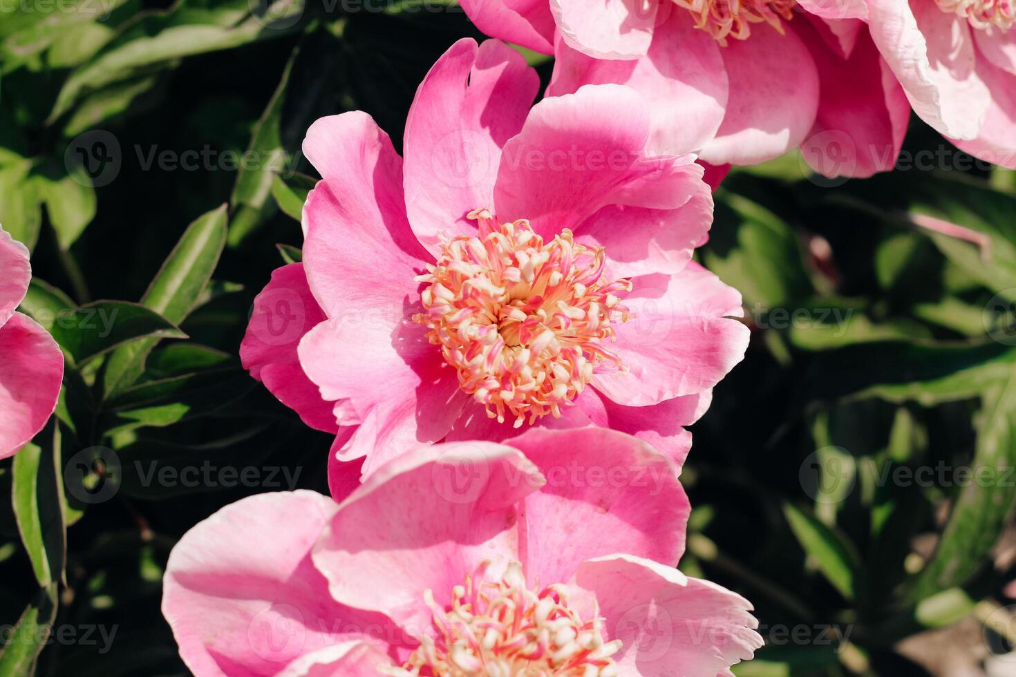 Pink peonies in the garden close-up photo