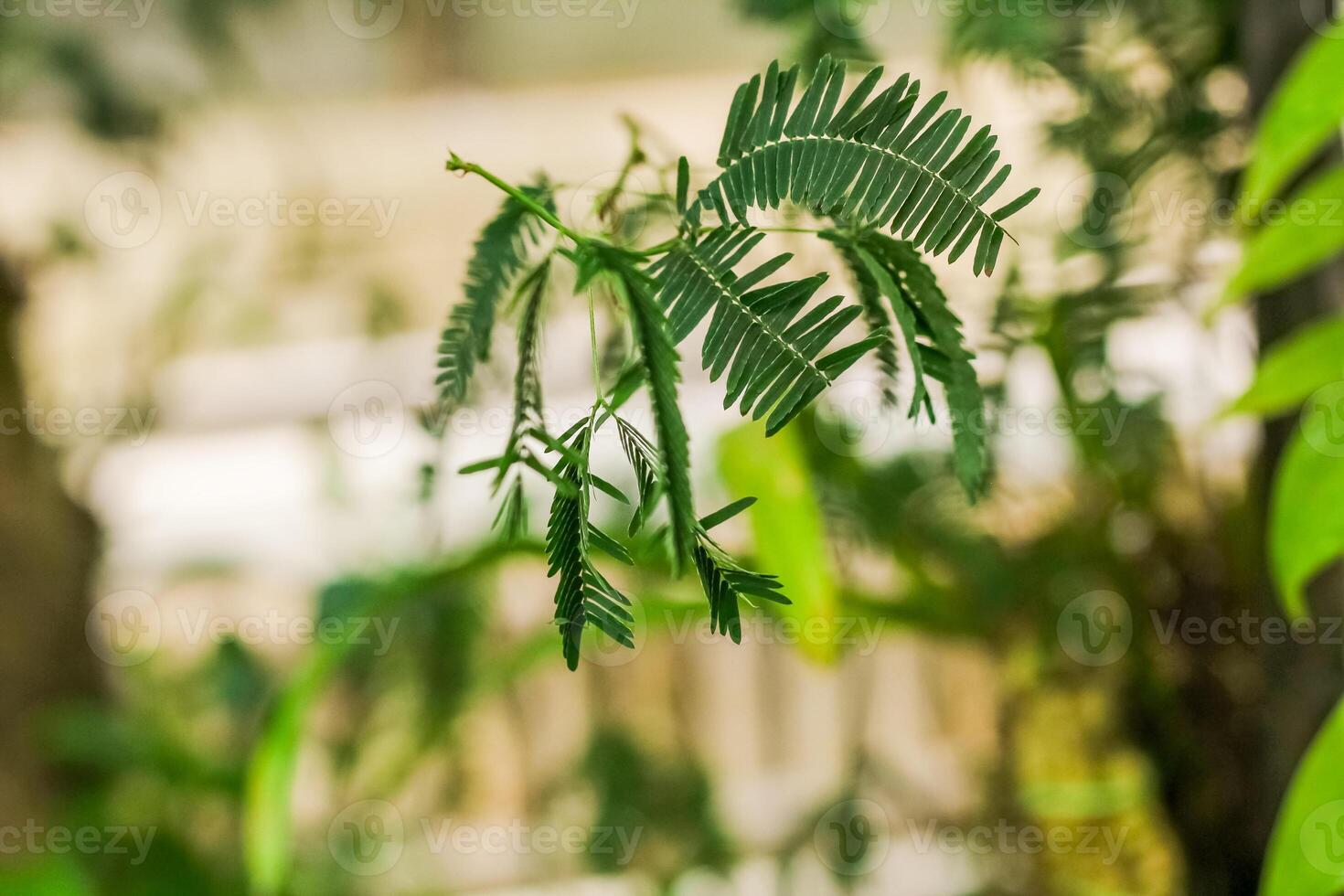 Close up of green leaves of acacia tree in a garden. photo