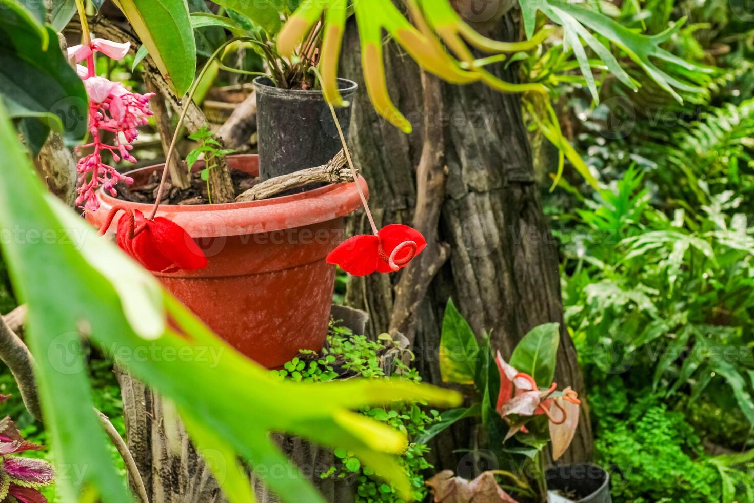 Anthurium plant in a tropical forest photo