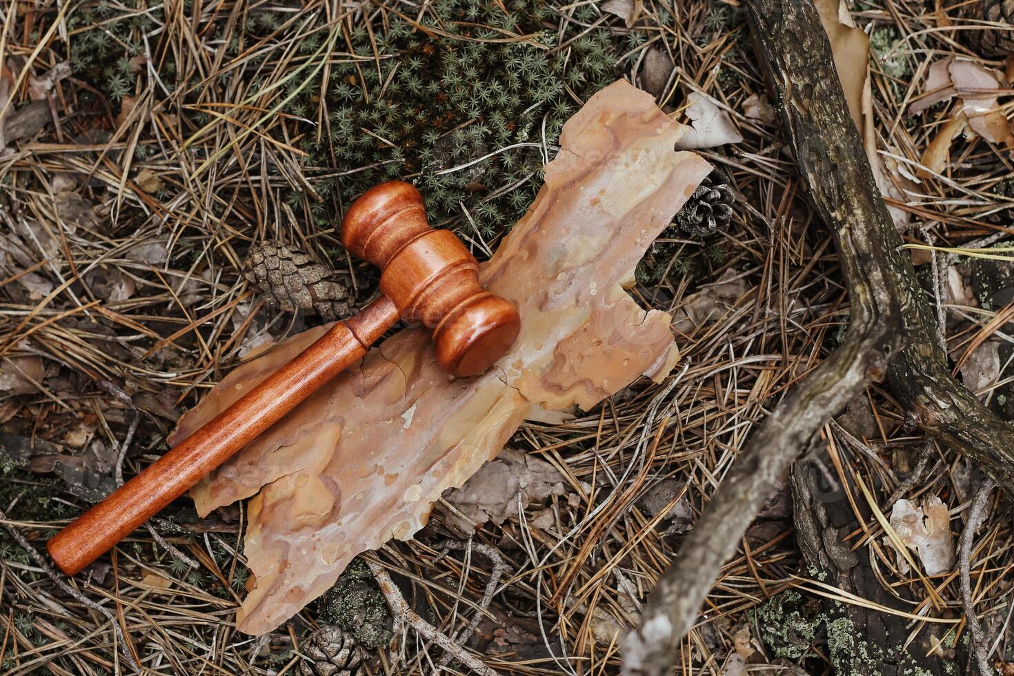 Judge's gavel on a tree in the bark, concept of forest law and nature protection photo