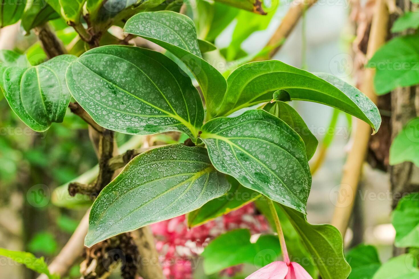 Medinilla magnifica pink plant close-up in the botanical garden photo