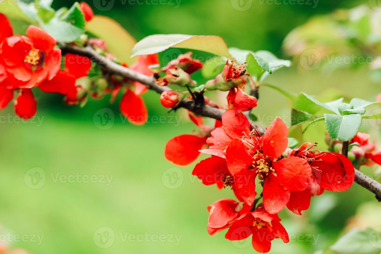 Red bush Chaenomeles Sargentii close-up in the garden photo