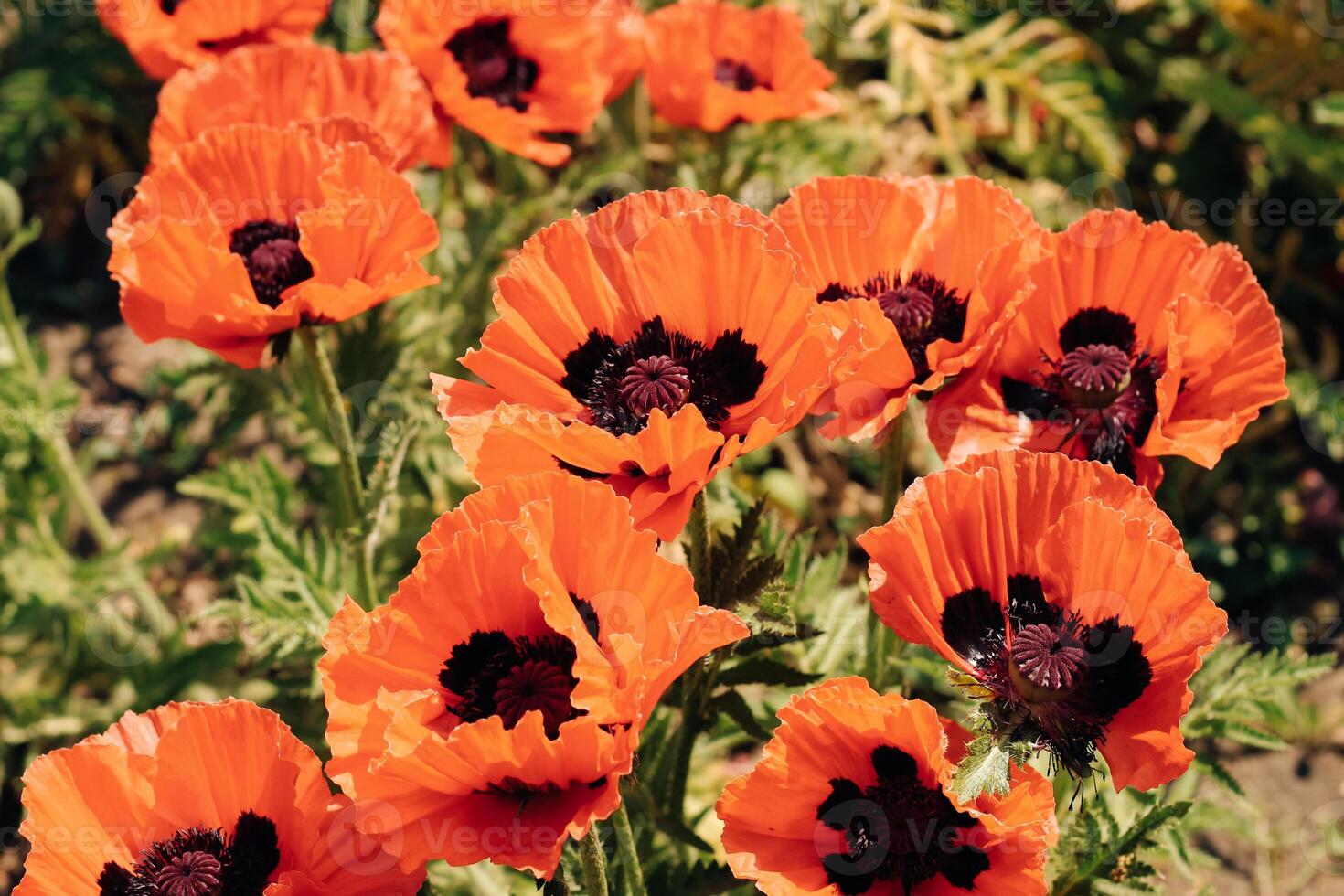 Red poppy flowers in the garden close-up photo