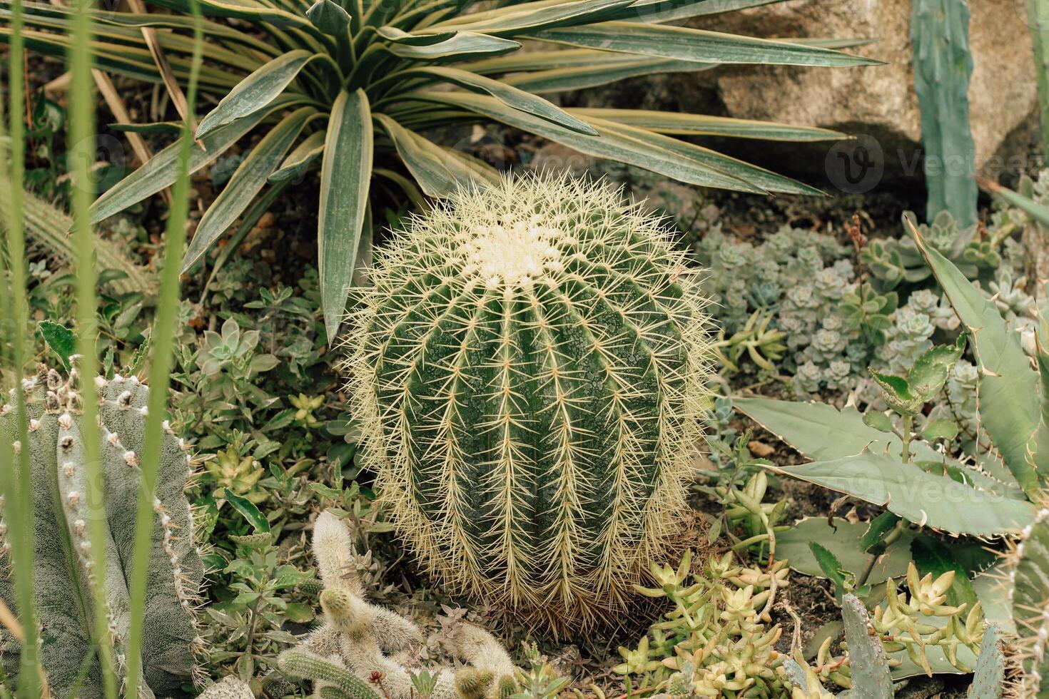Cactus Ferocactus pilosus round with thorns in the desert close-up photo