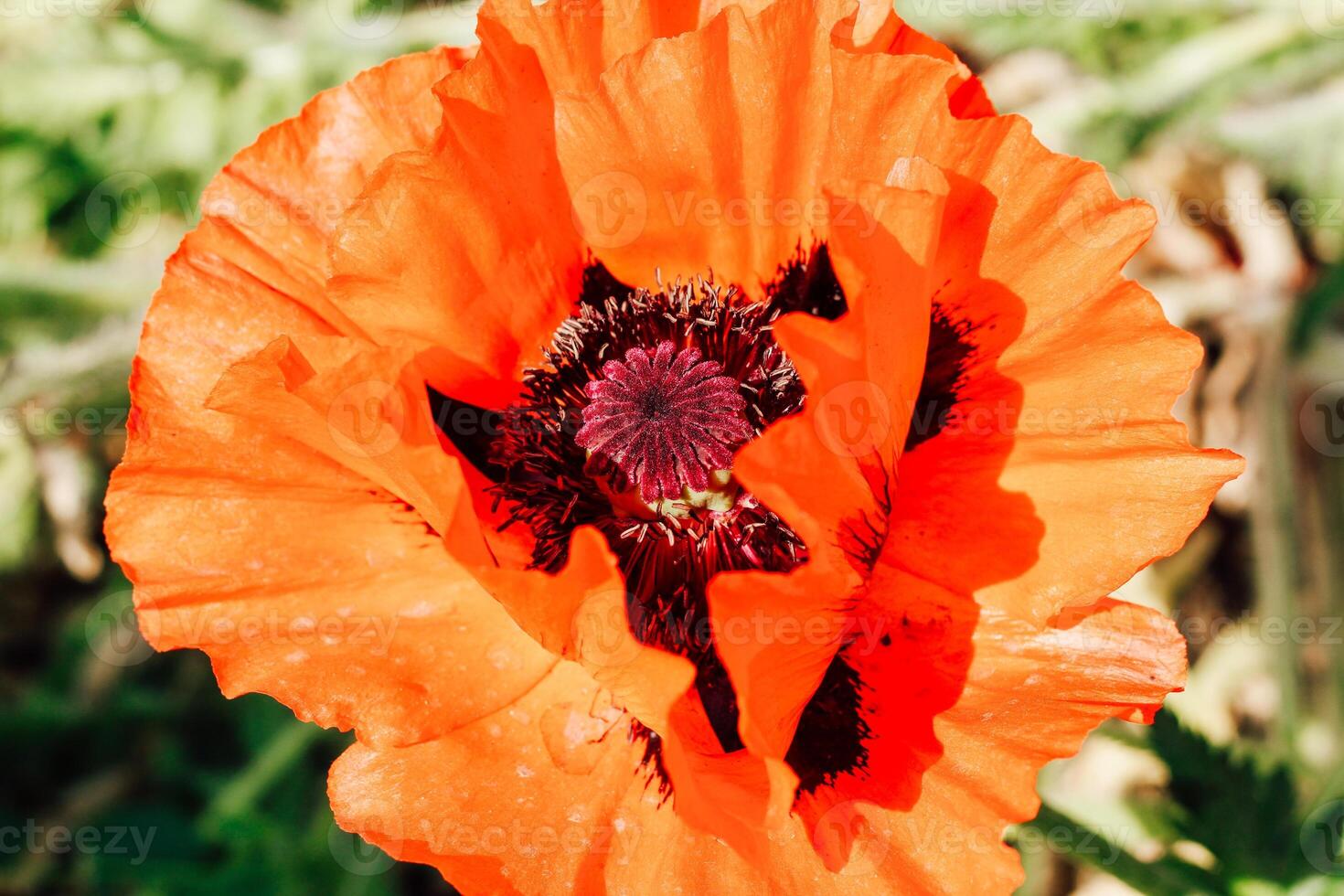 Red poppy flowers in the garden close-up photo