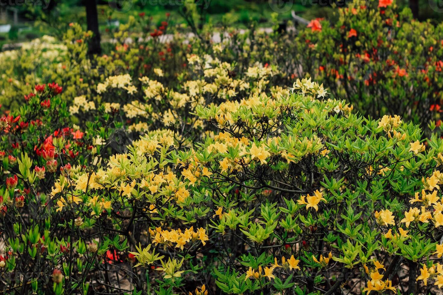 Plant bush yellow rhododendron close up photo