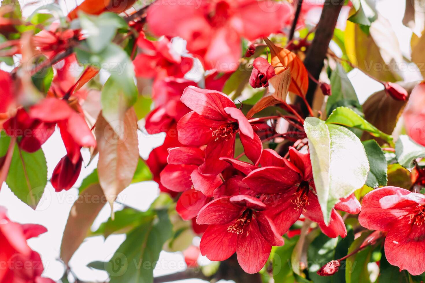 Blooming pink apple tree close-up, floral background photo