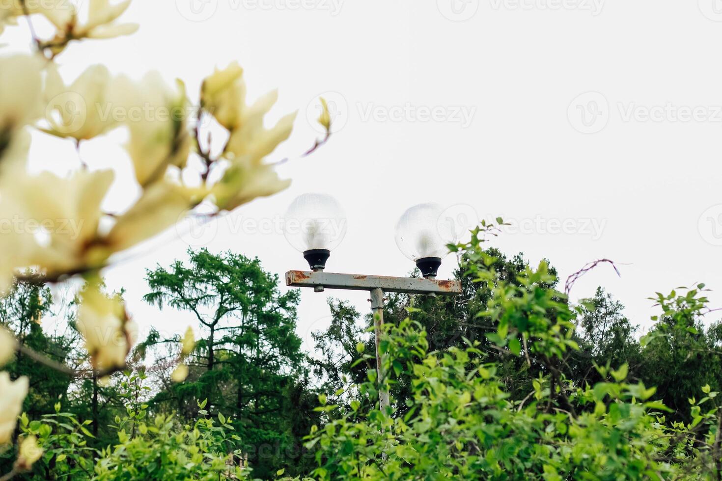 Yellow magnolia flower close-up in botanical garden photo