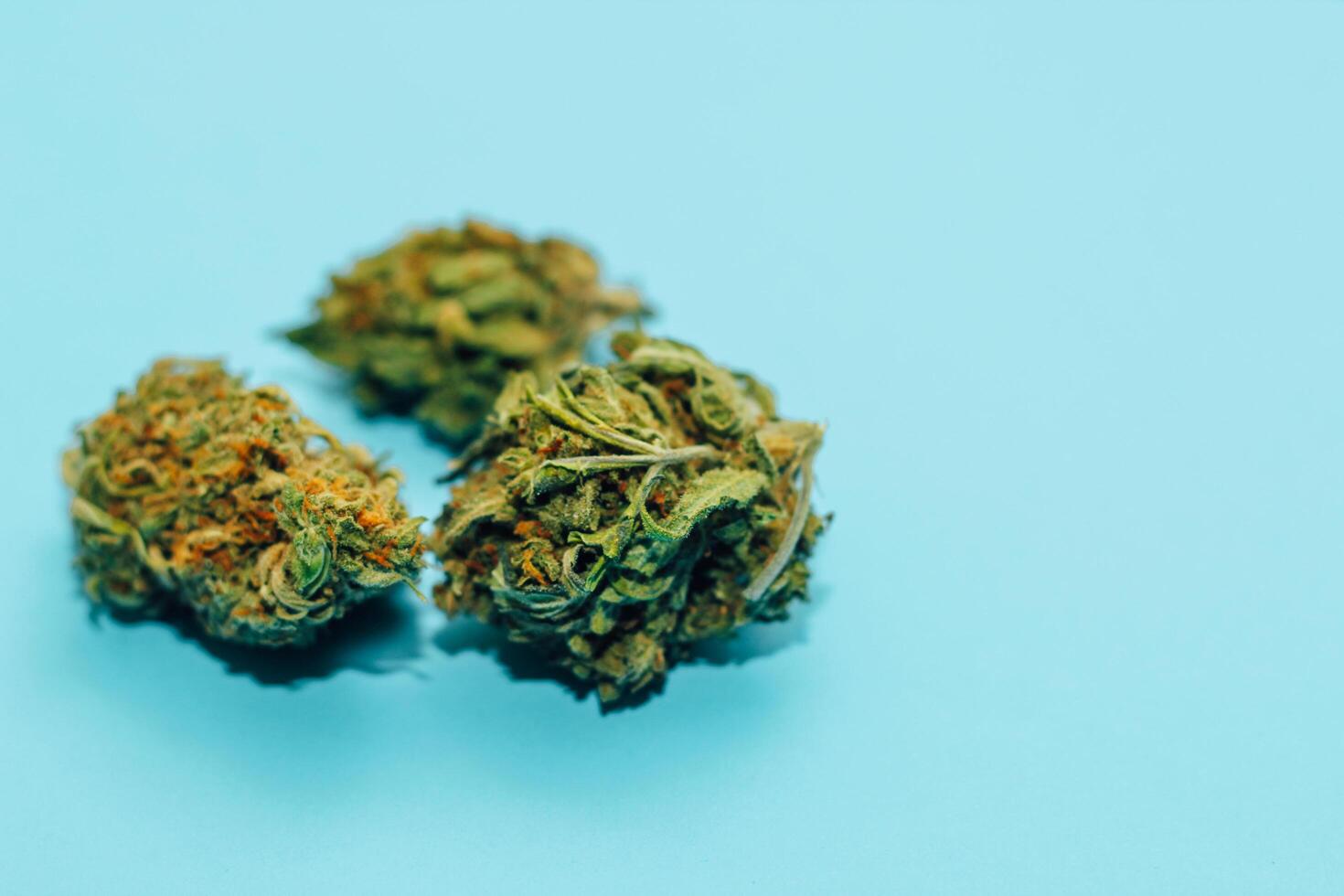 Medical marijuana, inflorescences of shinki weed plant on blue background photo