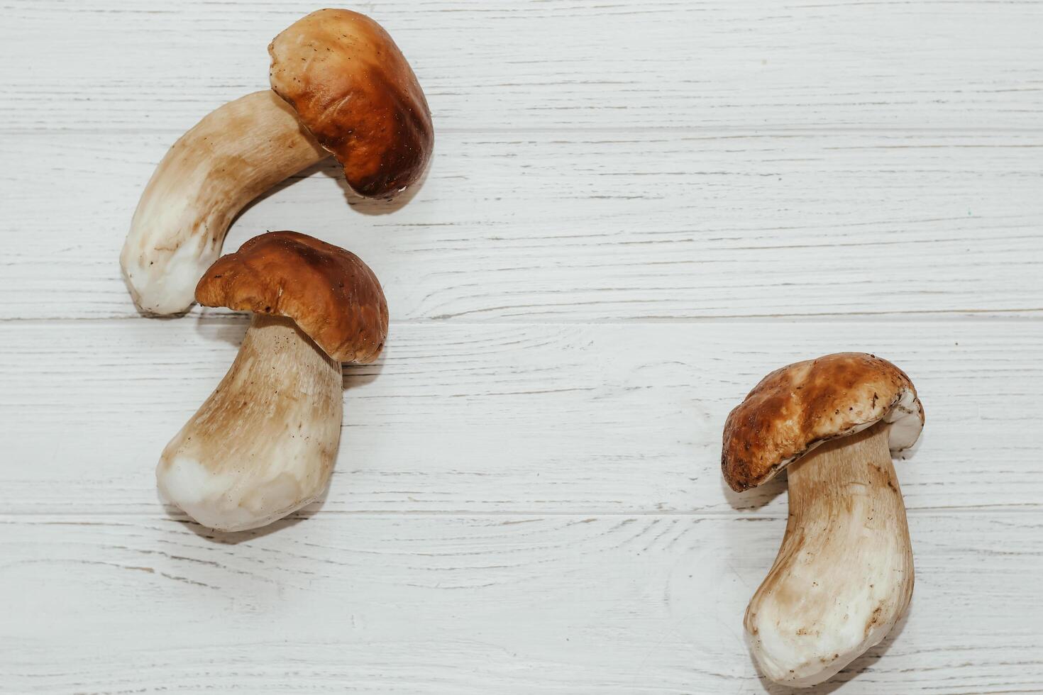 Boletus edulis on a table made of white boards preparation for eating photo