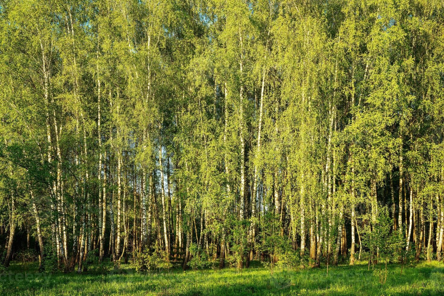 Grove of birches with young green leaves at sunset or sunrise in spring or summer. photo