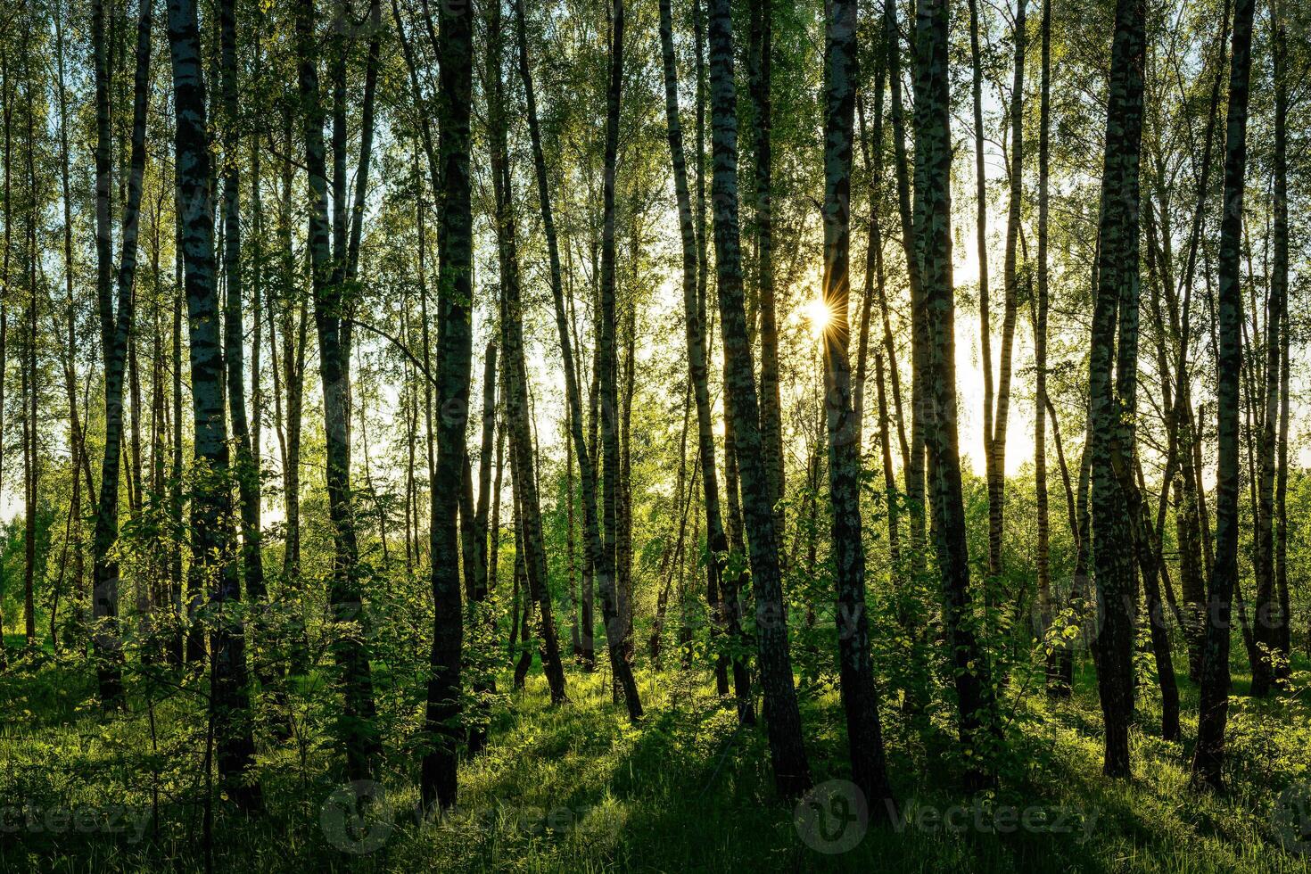 Grove of birches with young green leaves at sunset or sunrise in spring or summer. photo