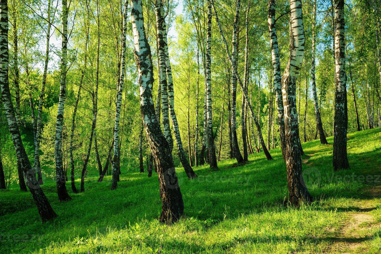 Grove of birches with young green leaves at sunset or sunrise in spring or summer. photo
