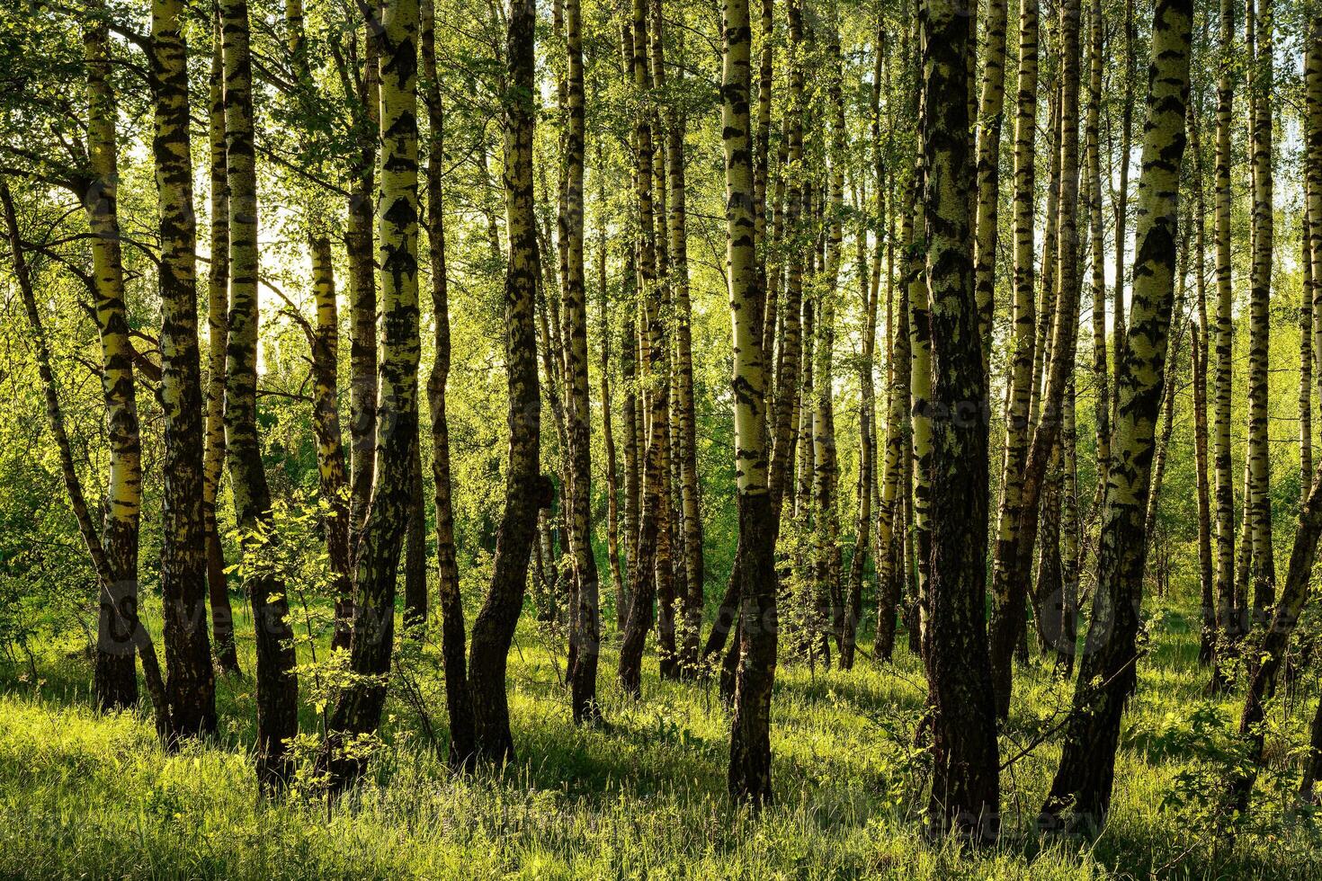 Grove of birches with young green leaves at sunset or sunrise in spring or summer. photo