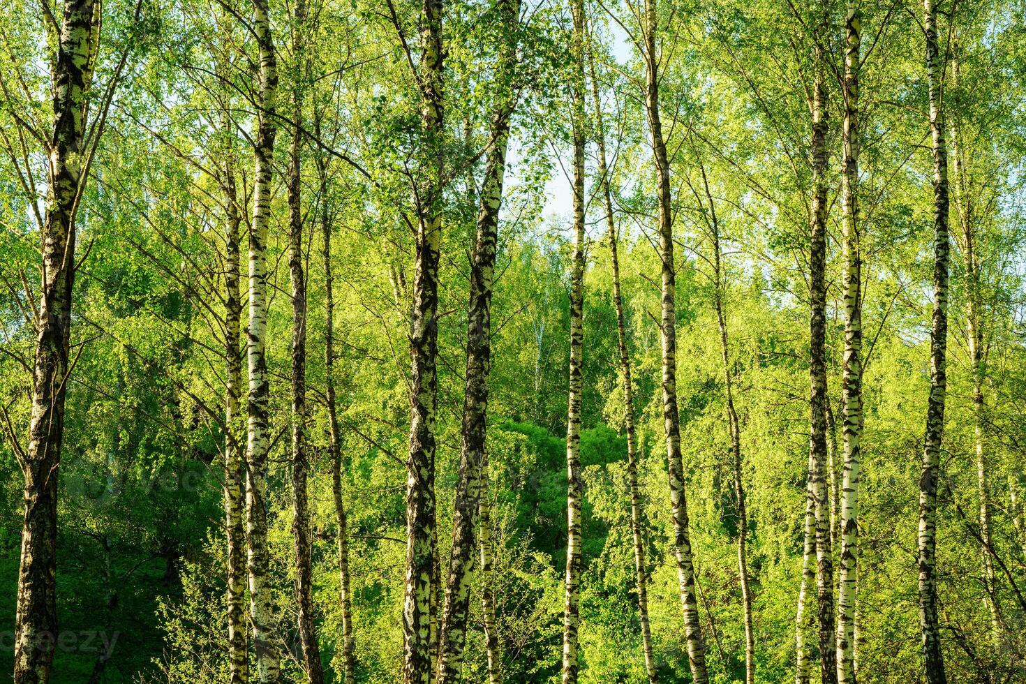 Grove of birches with young green leaves at sunset or sunrise in spring or summer. photo