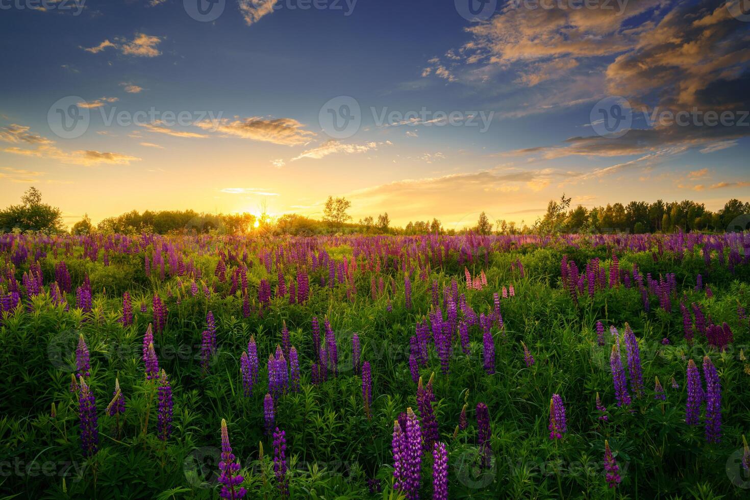 Sunrise or sunset on a field with purple lupines on a cloudy sky background in summer. photo