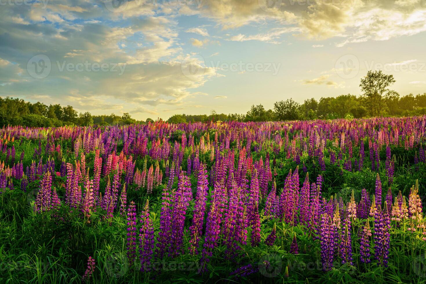Sunrise or sunset on a field with purple lupines on a cloudy sky and birch trees in the background in summer. photo