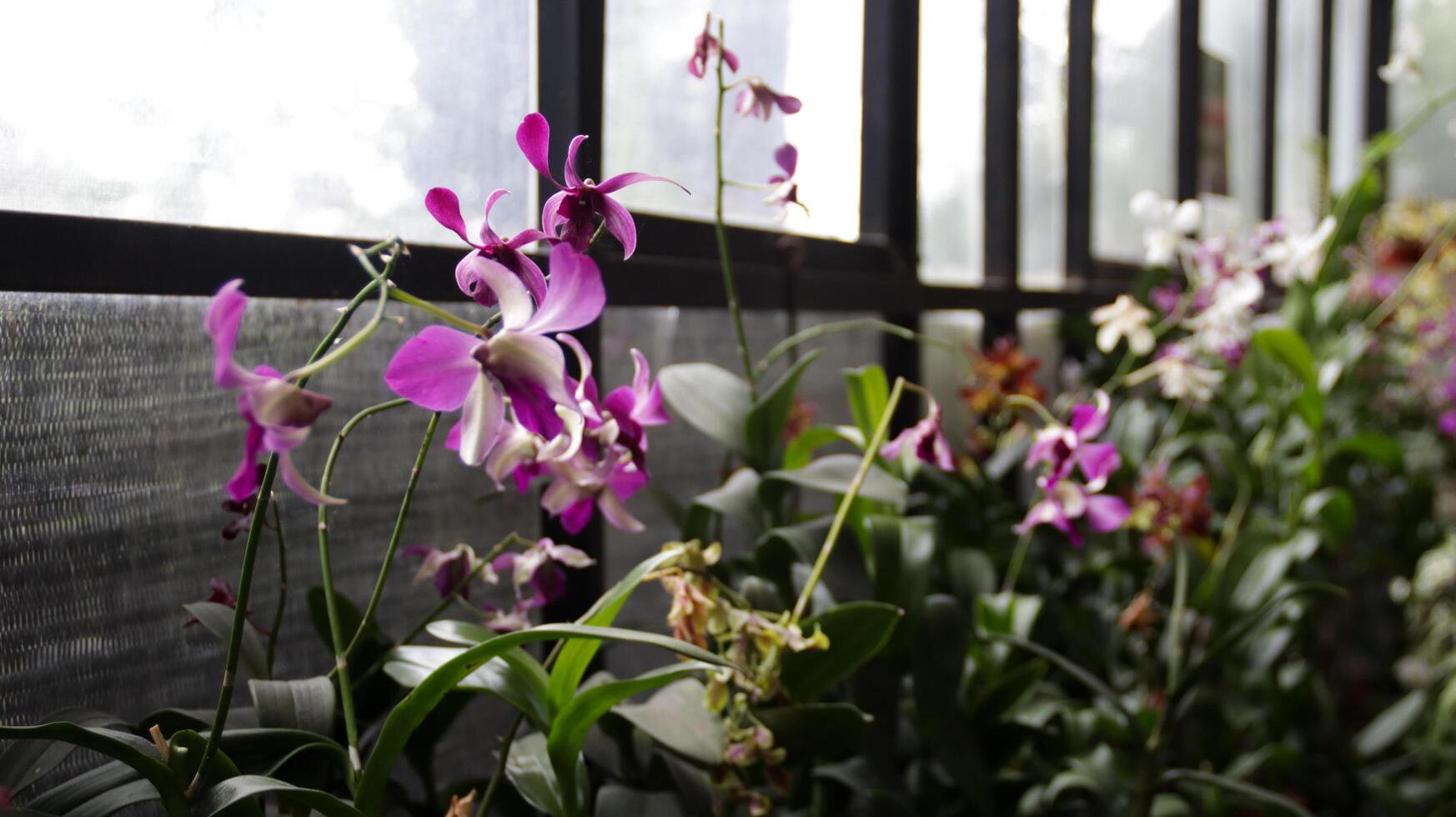 Vibrant Purple Orchids in Greenhouse Setting with Natural Light and Background Greenery photo
