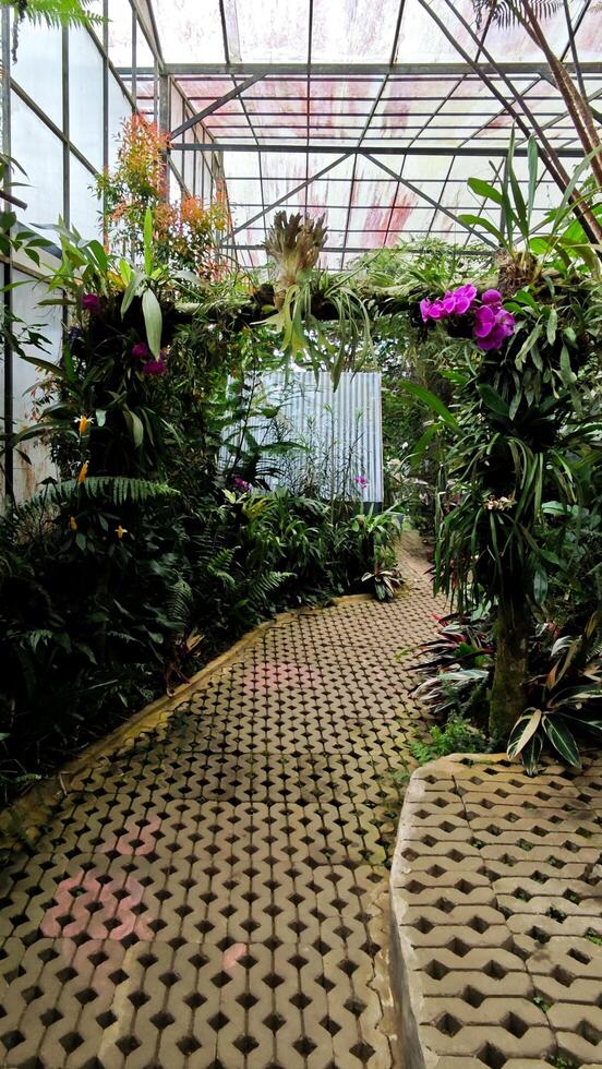 Lush Green Pathway with Vibrant Orchids and Greenery Inside a Tranquil Greenhouse with Sunlit Glass Roof photo