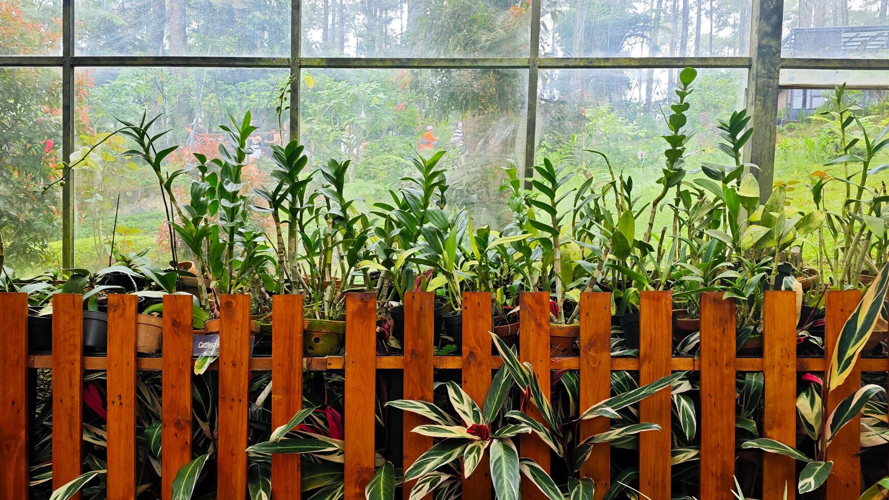 Vibrant Greenhouse with Orchids in Pots and Calathea Plants Below Against Glass Window Background photo