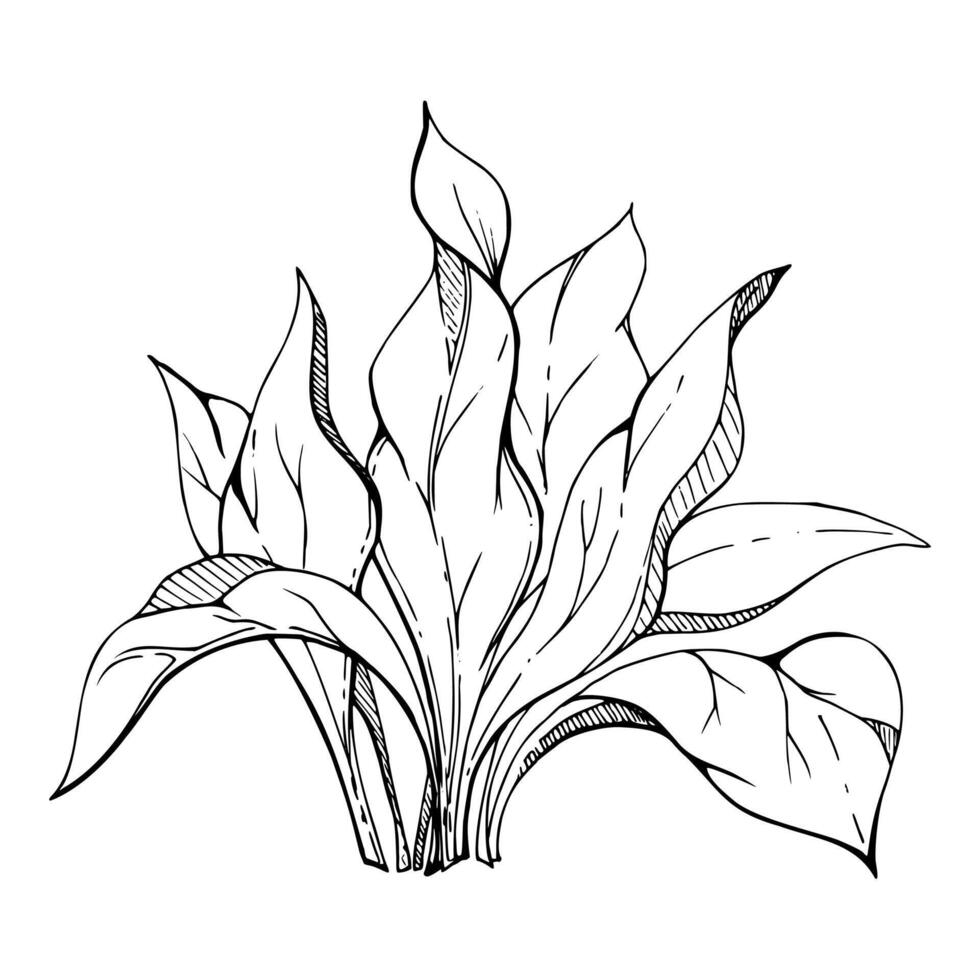 Botanical plant leaves bush drawing, Marine life, sea ocean underwater algae seaweed, Ink and pen sketch hand drawn. Single object illustration isolated on white. Zoo shop, aquarium, cosmetics, resort vector