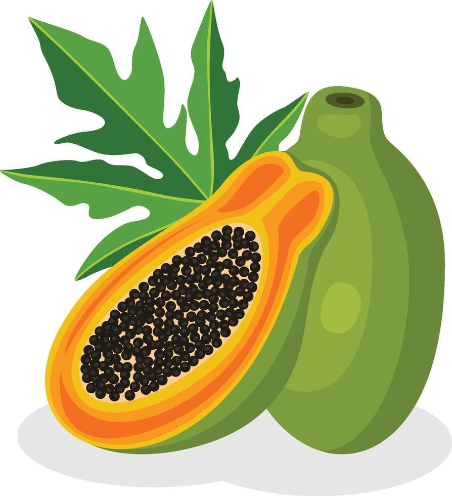 Ripe papaya and green leaf vector
