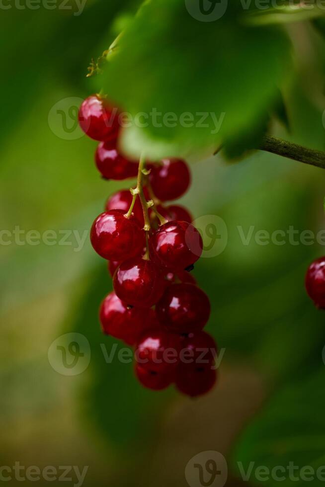 Branch of ripe red currant in a home garden photo