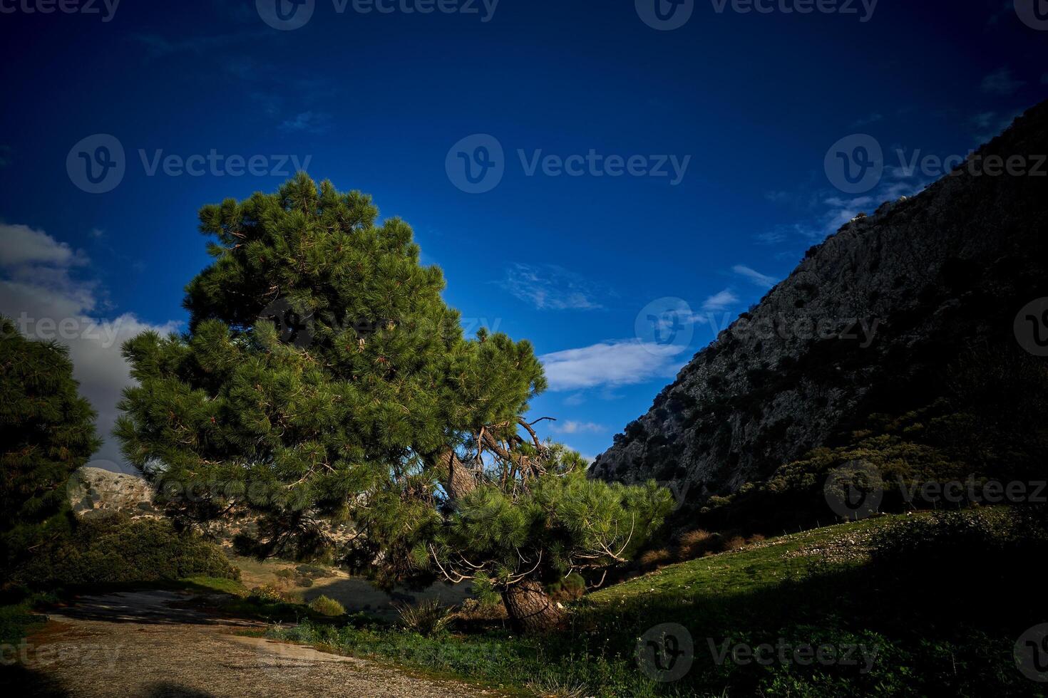Spain Andalucia spring surrounding lonely tree mountains clouds tunnel photo