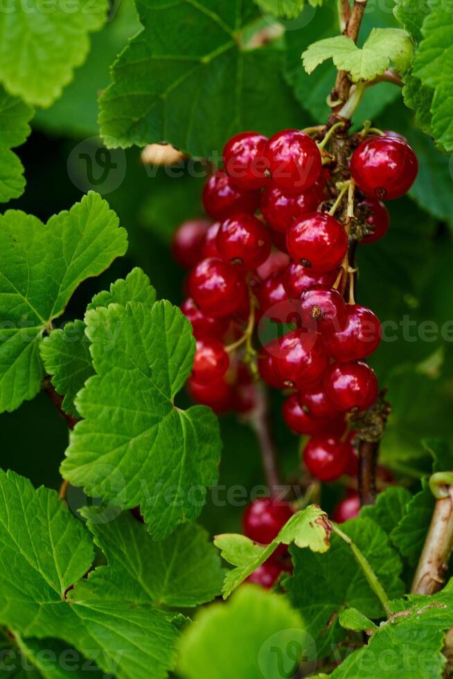 Branch of ripe red currant in a home garden photo