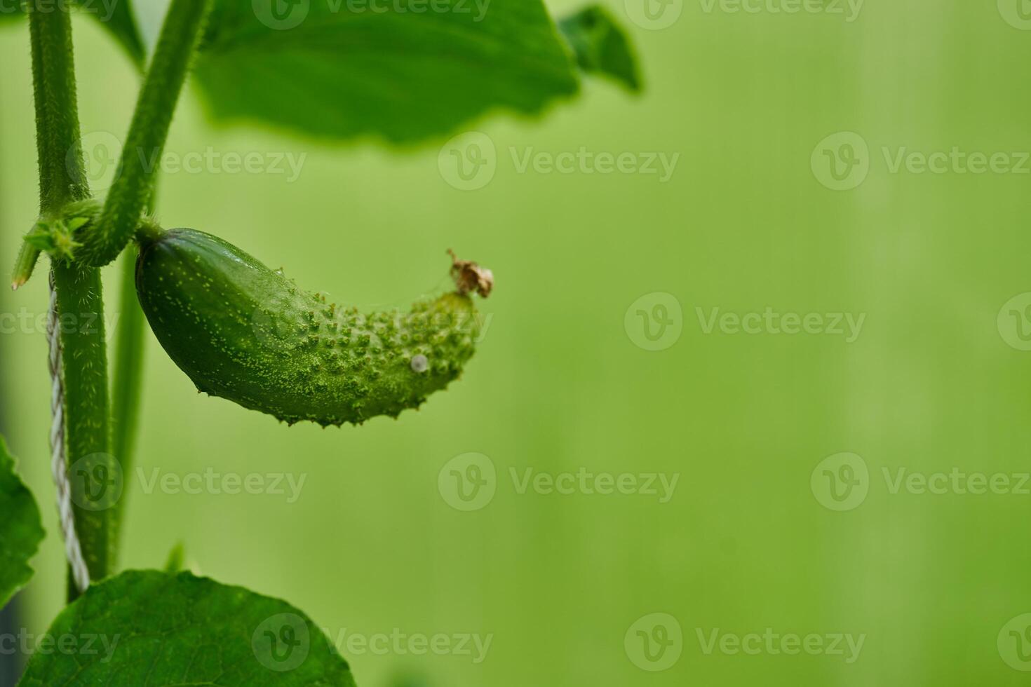 Young green cucumbers vegetables hanging on lianas of cucumber plants in green house photo