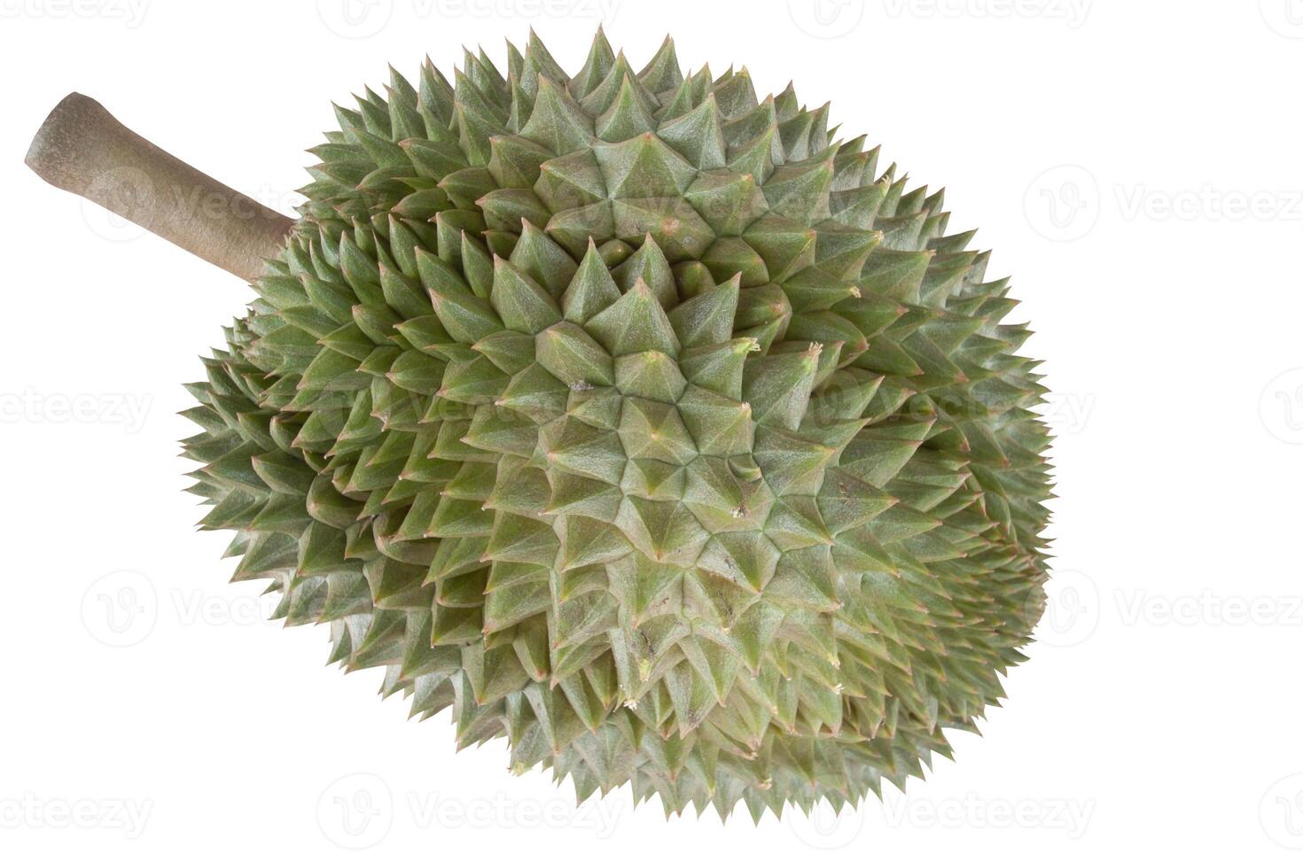 Durian is the most popular fruit in Thailand isolated on white background included clipping path. photo