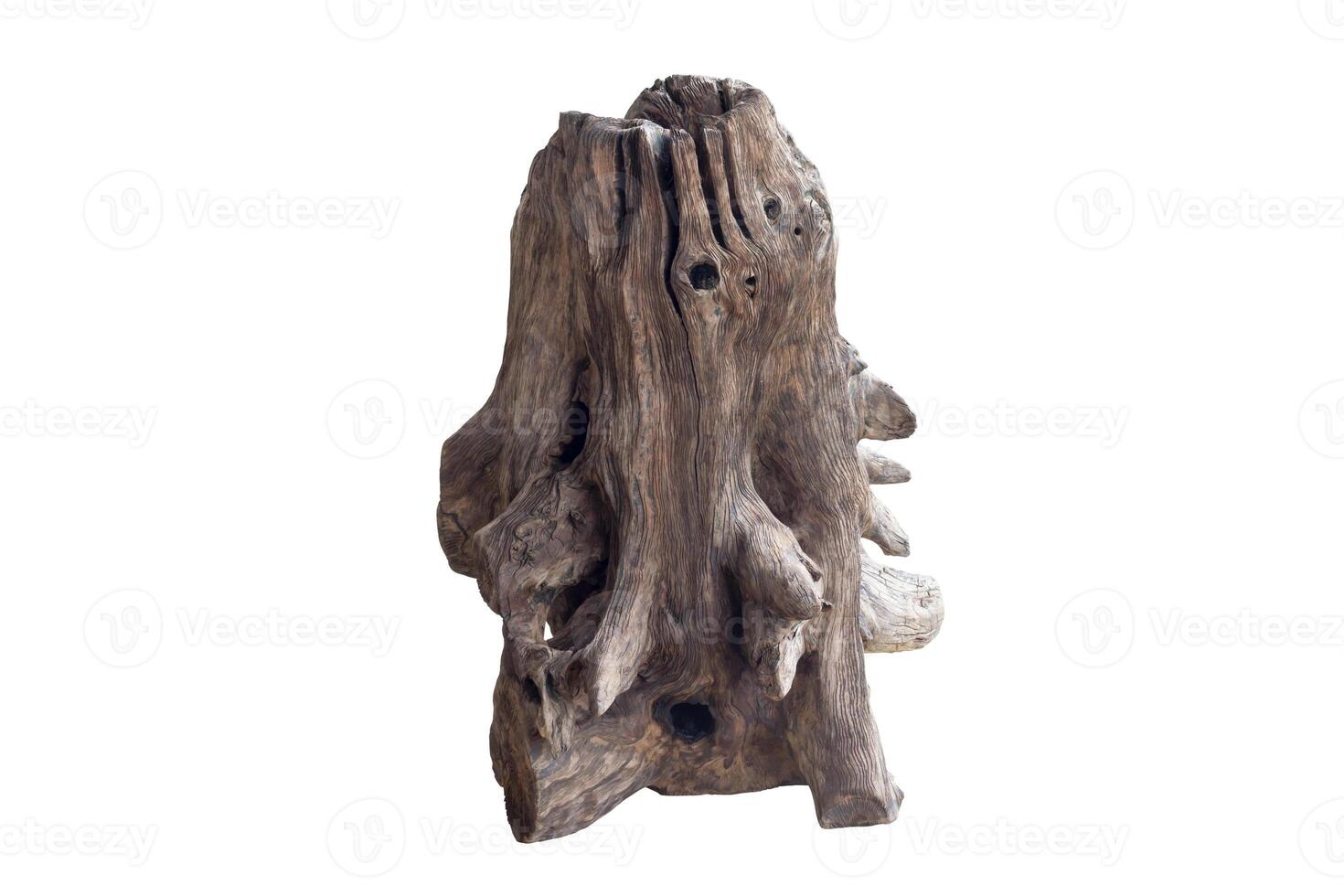 Dead tree stump isolated on white background included clipping path. photo