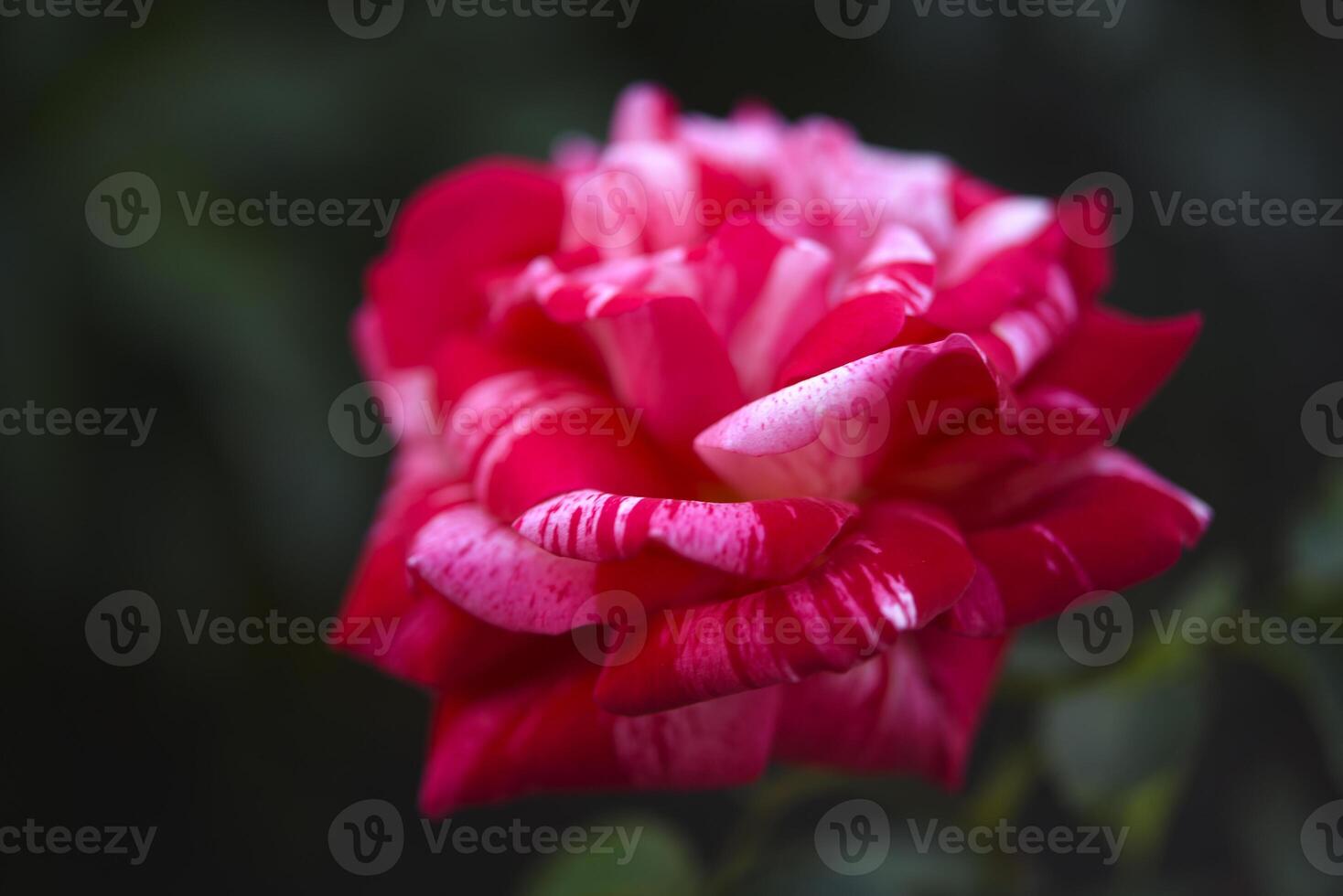 White and red roses on a green background. A large red flower. photo