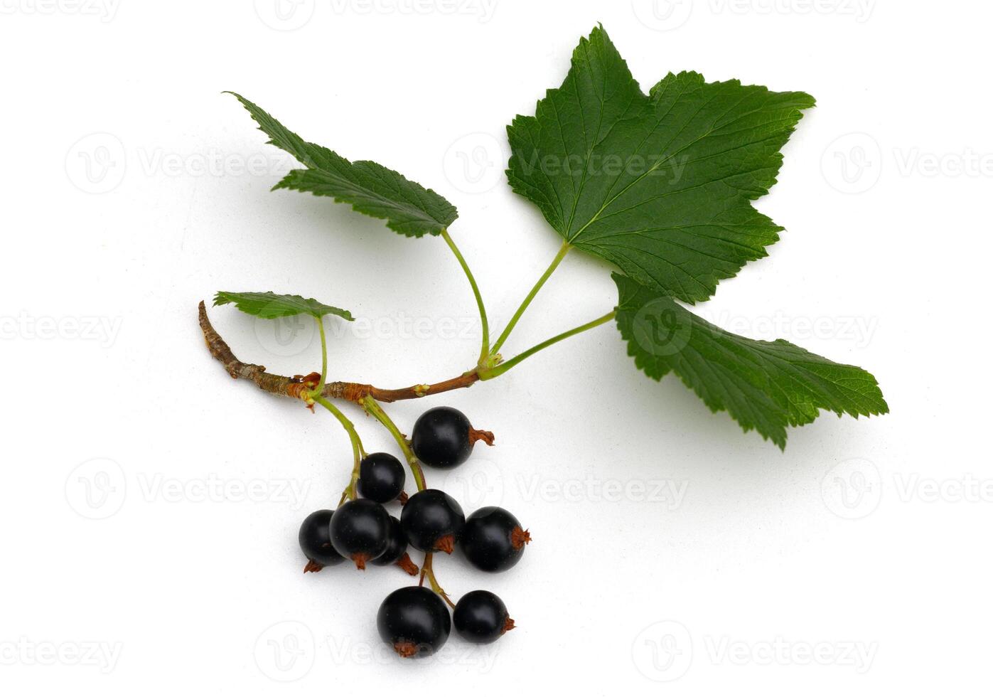 Currant with a leaf isolate photo
