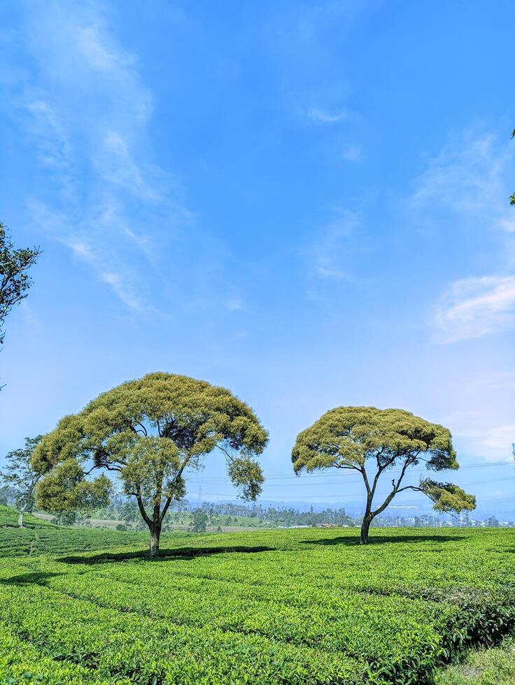 Two lush trees in the middle of a green tea garden with a calm and cool atmosphere during the day photo