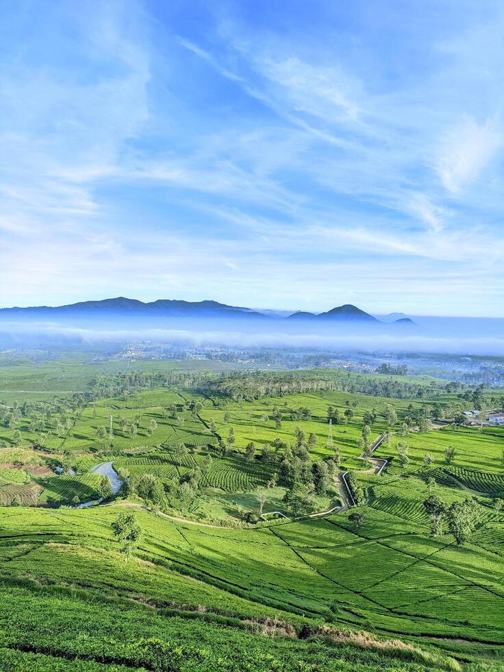 Calm atmosphere on a cold morning shrouded in fog. The view from the plateau shows expanses of Wayang Windu tea gardens photo