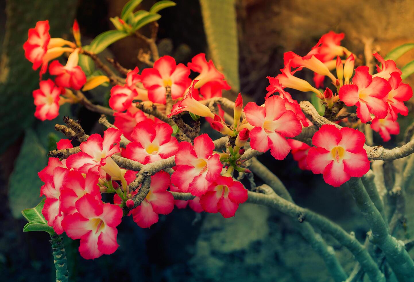 Pink Desert Rose blooming in nature photo