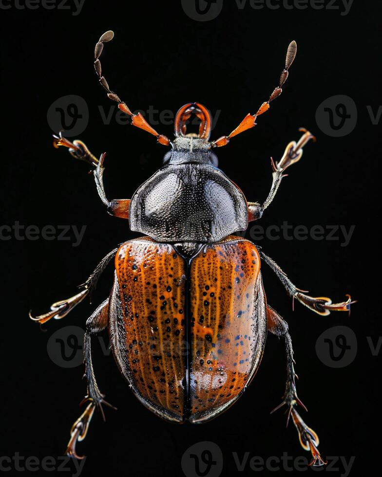 High-Resolution Close-Up Images of Various Insects on Black Background photo