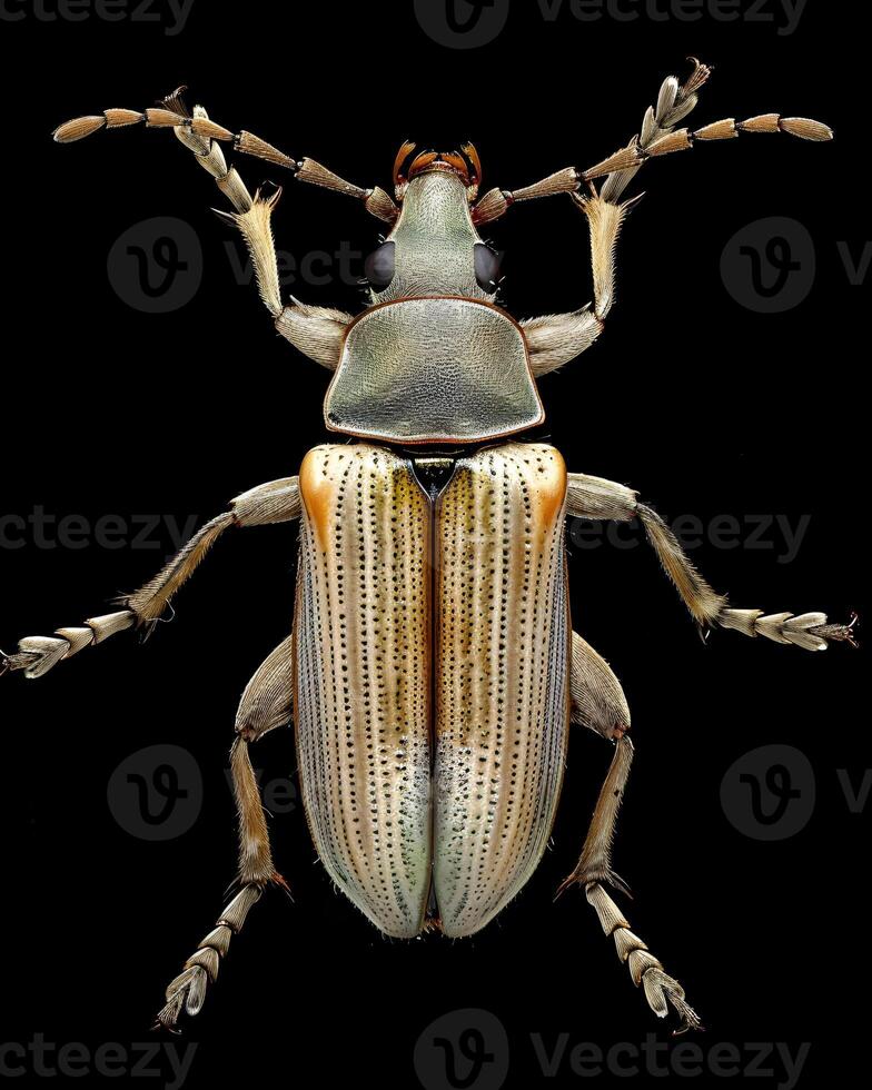 High-Resolution Close-Up Images of Various Insects on Black Background photo