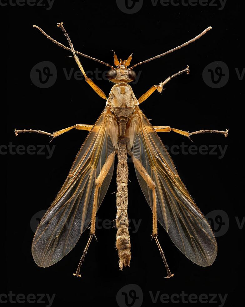 High-Resolution Close-Up Images of Various Insects on Black Background photo