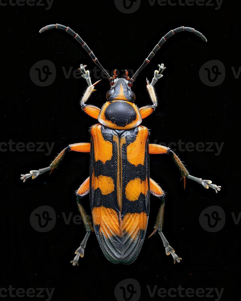 High-Resolution Close-Up Images of Various Insects on Black Background photo