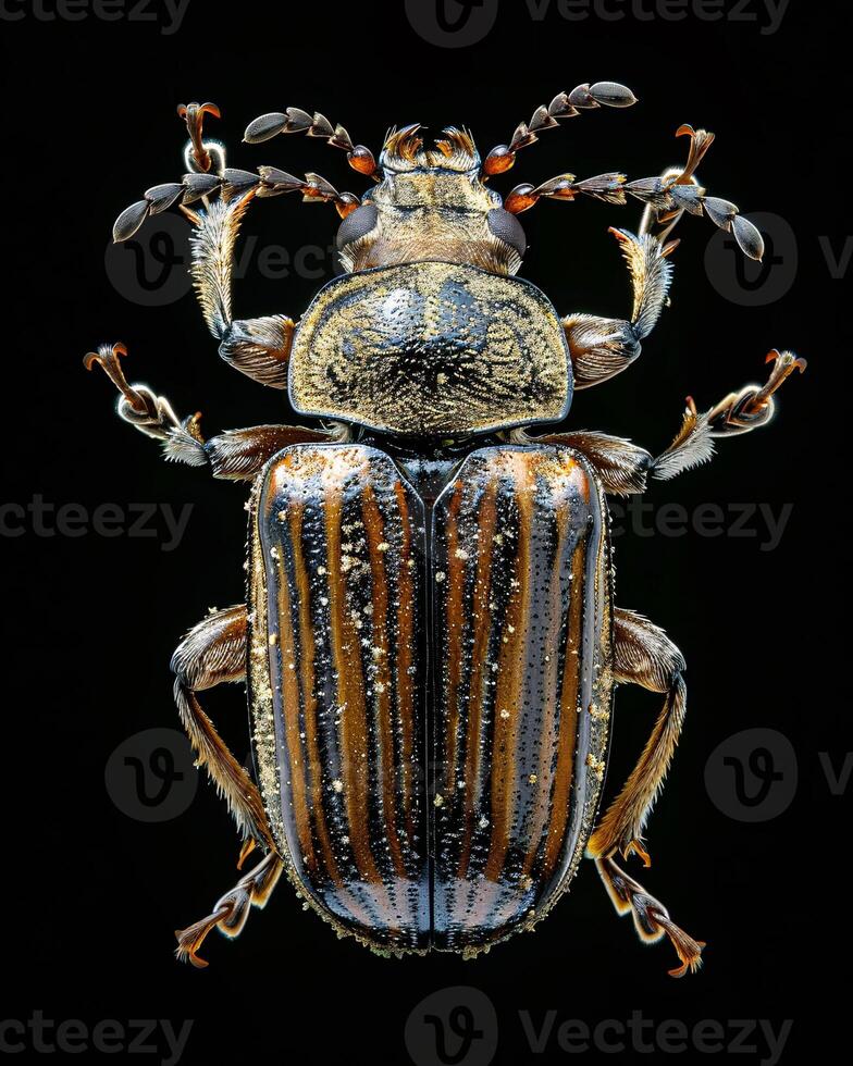 High-Resolution Close-Up Images of Various Insects on Black Background photo