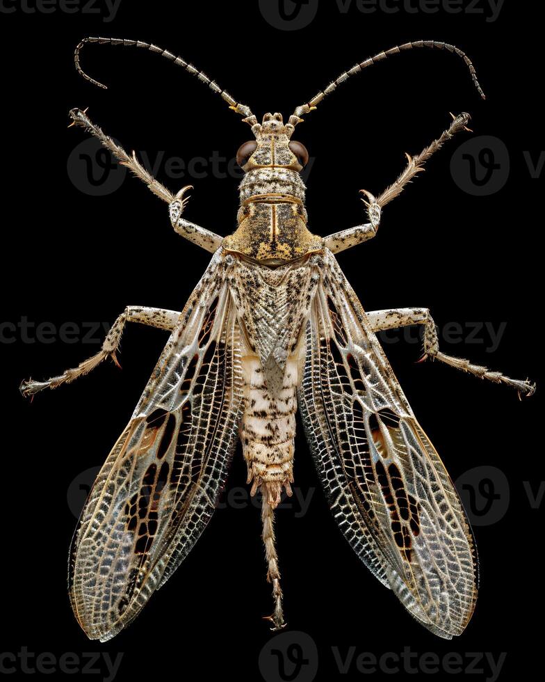 High-Resolution Close-Up Images of Various Insects on Black Background photo