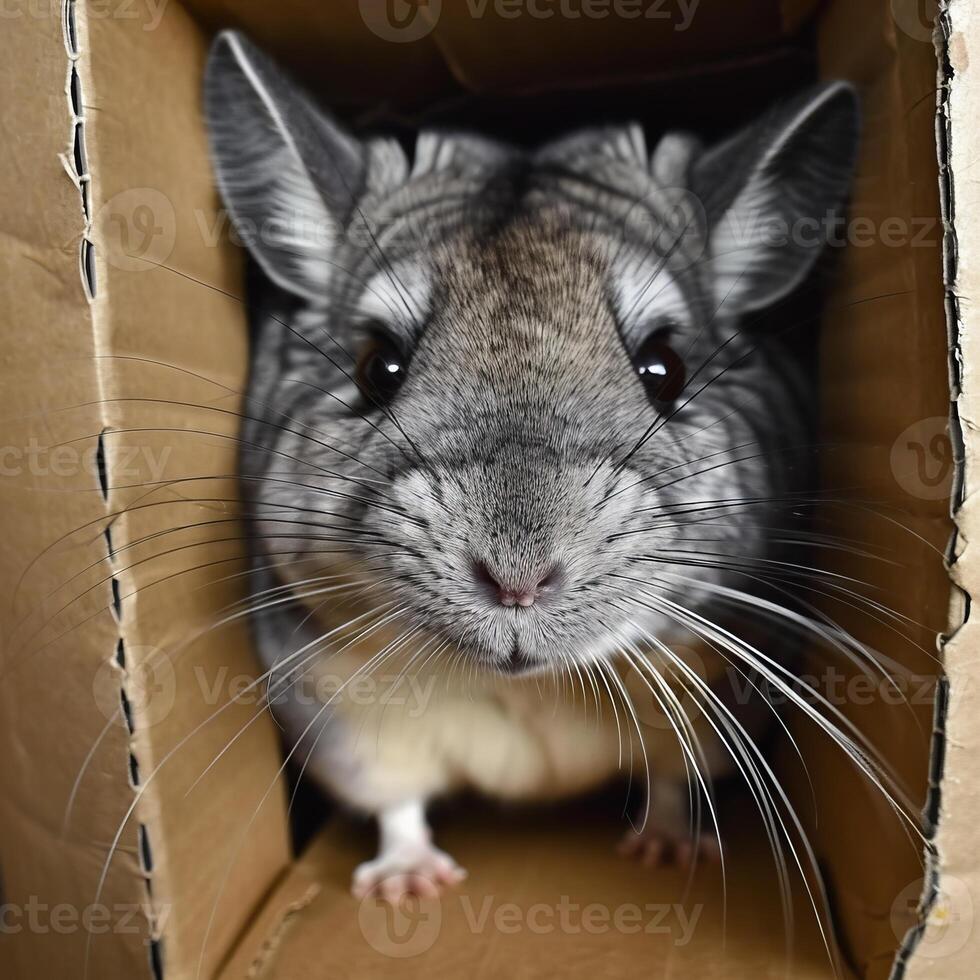 Adorable Animals Hiding and Peeking Out from Cardboard Boxes in Various Settings photo