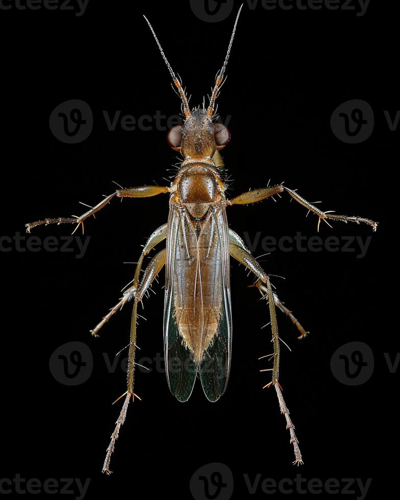 High-Resolution Close-Up Images of Various Insects on Black Background photo