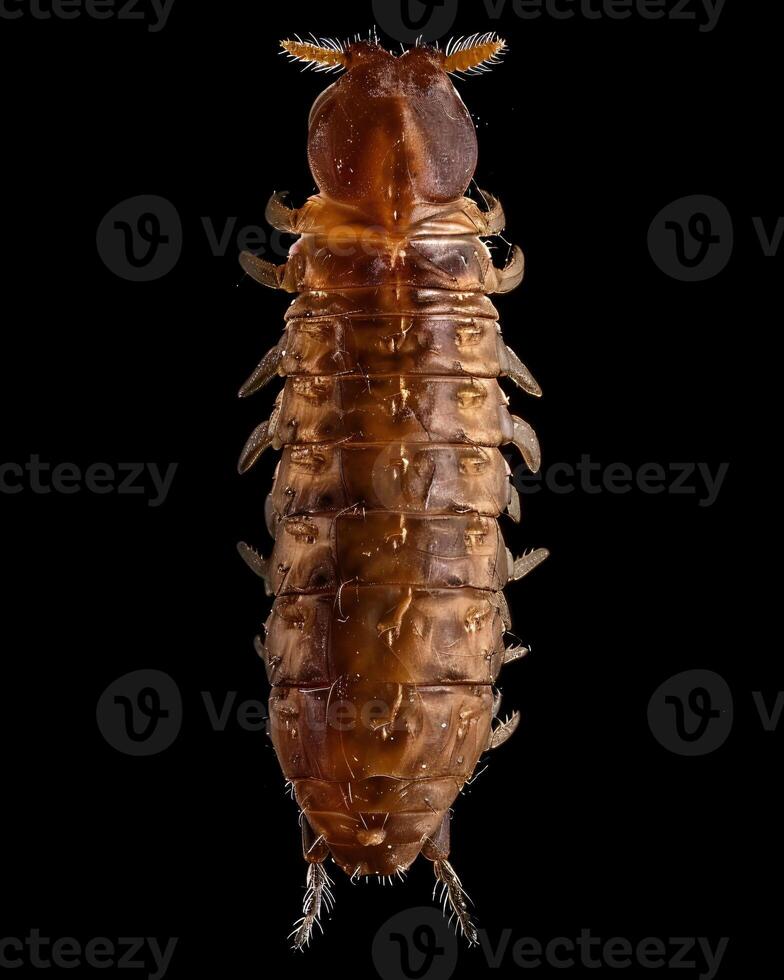 High-Resolution Close-Up Images of Various Insects on Black Background photo