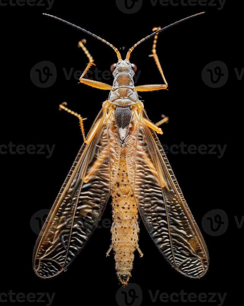 High-Resolution Close-Up Images of Various Insects on Black Background photo