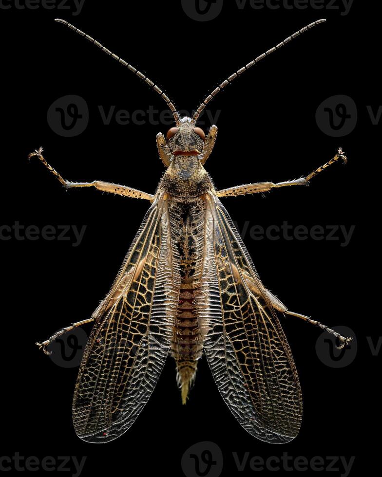 High-Resolution Close-Up Images of Various Insects on Black Background photo