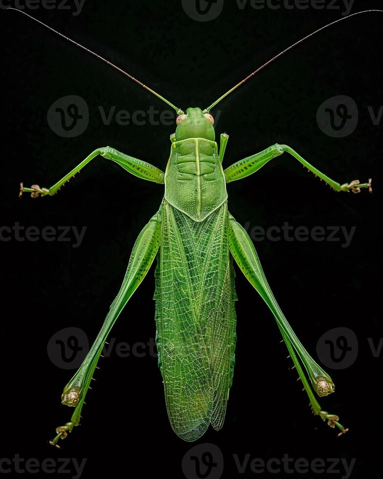 High-Resolution Close-Up Images of Various Insects on Black Background photo