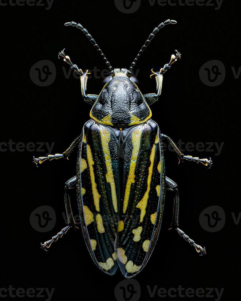 High-Resolution Close-Up Images of Various Insects on Black Background photo